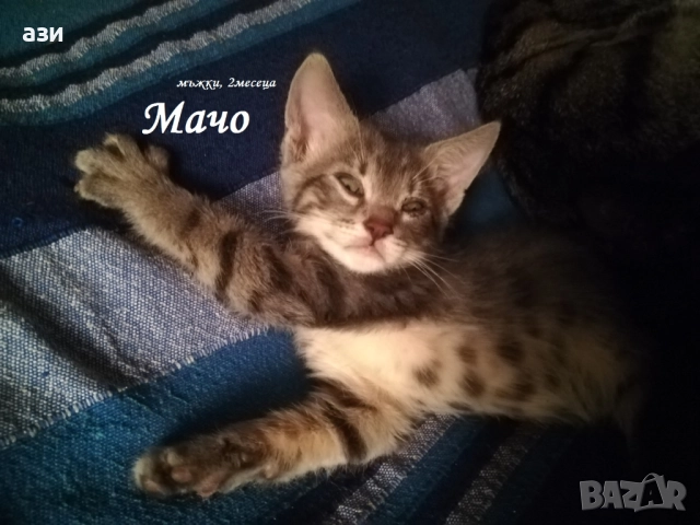 котки за взимане