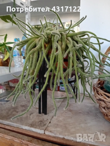 Кактус кактускактус, снимка 2 - Други - 54239021