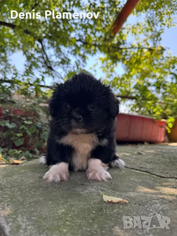 Продава се мъжко кученце Пекинез, снимка 1