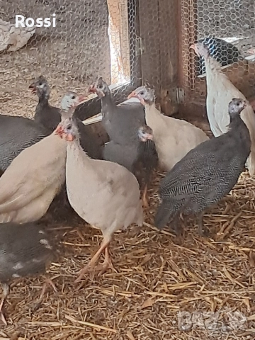 Млади ТОКАЧКИ, снимка 3 - Кокошки и пуйки - 50545726