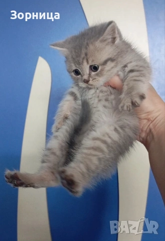 Британско коте, снимка 8 - Британска късокосместа - 54330863