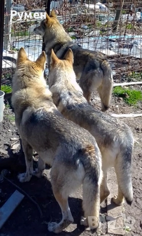 Чехословашки вълчак мъжко кученце, снимка 3 - Други - 52366361