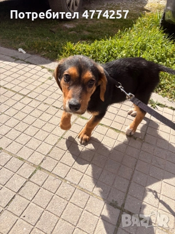 Подарявам малко кученце 🐶, снимка 2 - Други - 53937463