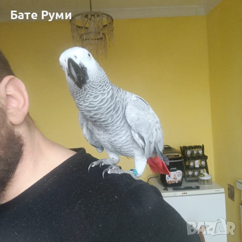 Папагал Жако, снимка 3 - Папагали - 54013467