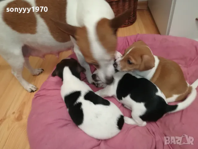 джакове-бебета с първа ваксина и паспорт 0502251824, снимка 4 - Джак ръсел териер - 48981730