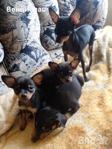 Пинчерчета мини, снимка 9 - Пинчер - 53850774