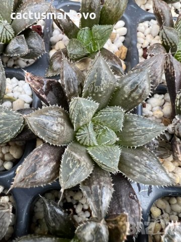 Haworthia Mirrorball, снимка 1 - Стайни растения - 38597743