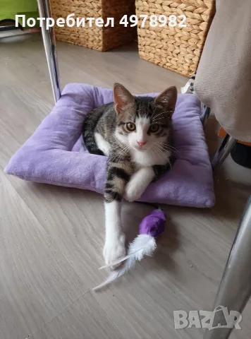 Подарявам малки котенца, снимка 9 - Други - 56507980
