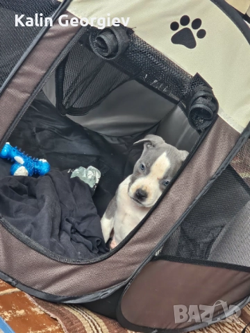 Американски булл териер(Blue nose)