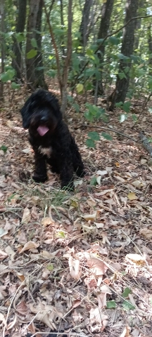 Кучета за трюфели - Обучени, снимка 5 - Кокер шпаньол - 52658653