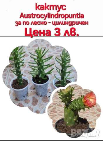 Красота в градината и на балкона, снимка 7 - Градински цветя и растения - 46135404