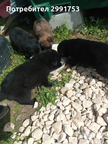 продавам кученца, снимка 2 - Други - 54318818