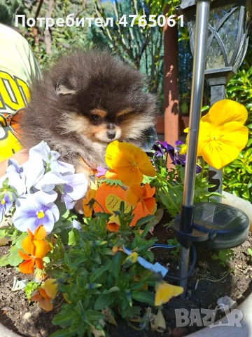 Померан момченце 