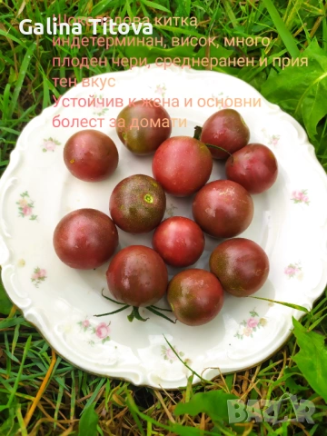 Продавам семена домати 55 сорта, снимка 12 - Сортови семена и луковици - 53097136