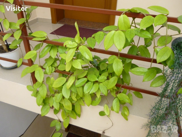 Panasonic Lumix DMC-FS18 16 MPx, снимка 11 - Фотоапарати - 54223188