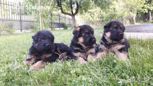 Немска овчарка, снимка 11 - Немска овчарка - 35397071