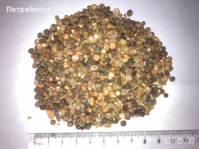 Продавам Фий, Реколта 2024, Произход България , снимка 3 - Други животни - 48423884