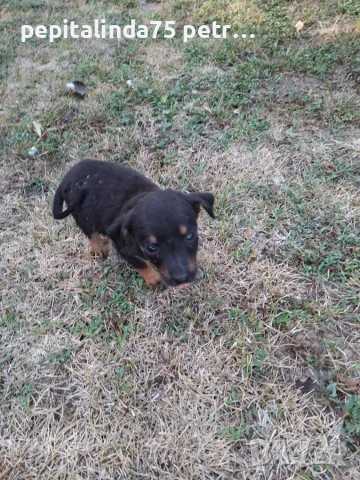 Adopt a puppy.4 кеченца бяха изхвърлени !търсим осиновители, снимка 5 - Изгубени/намерени - 56137494