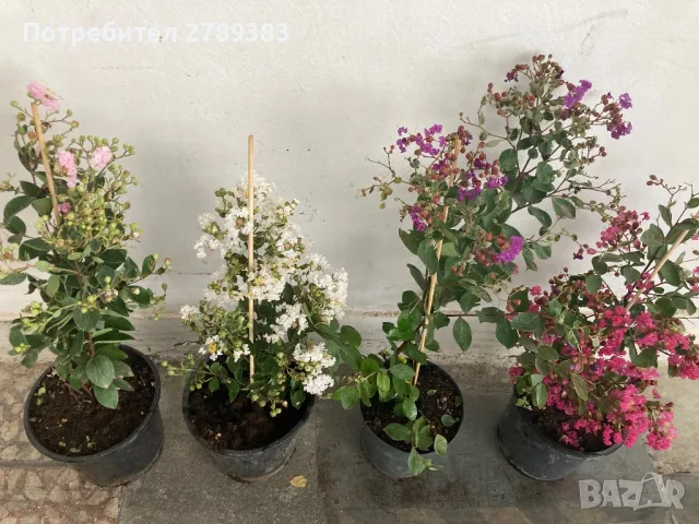 Индийски люляк лагерстремия, снимка 1