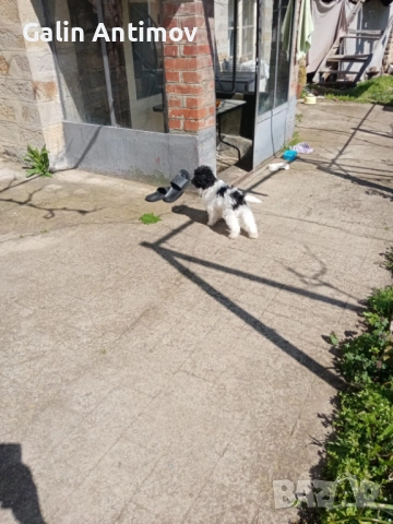 Кокер лагото, снимка 4 - Кокер шпаньол - 54045910