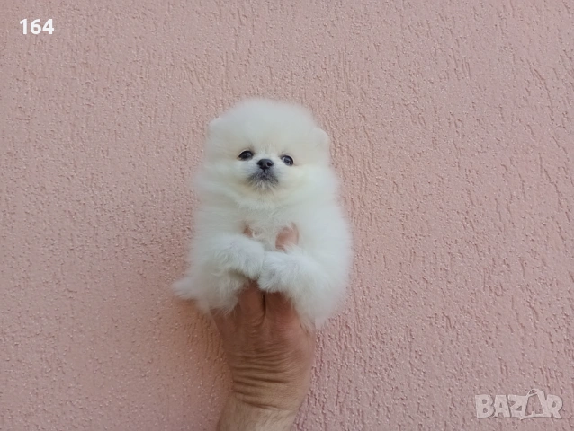 Померани. Реални снимки от 19.04.26 г. , снимка 9 - Померан - 54219294