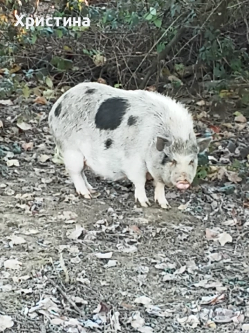 Виетнамски прасета, снимка 2 - Прасета - 52933460