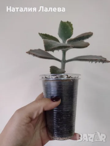 Каланхое, kalanchoe beharensis Fang, снимка 4 - Стайни растения - 56307959