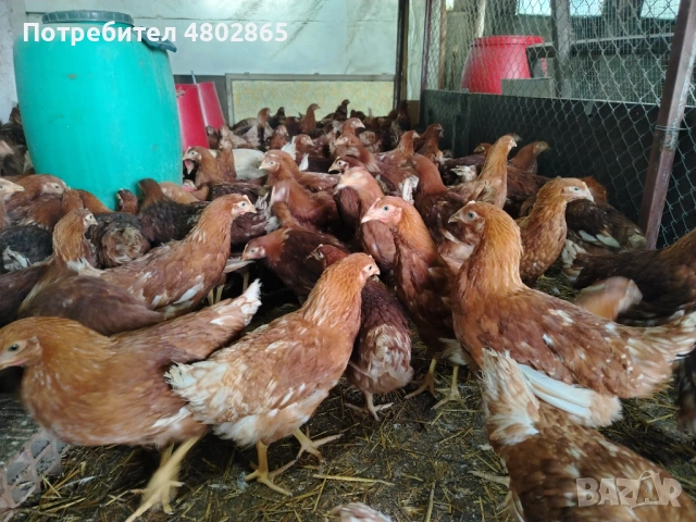 Ярки, Тетра. , снимка 2 - Кокошки и пуйки - 54262426