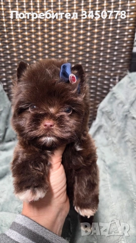 Мини шоколадов йорк момче, снимка 7 - Йоркширски териер - 54310291