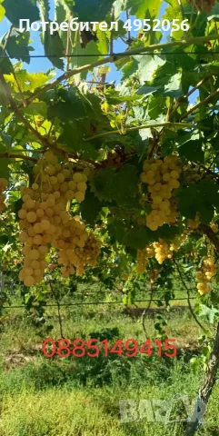 десертно грозде за мелене