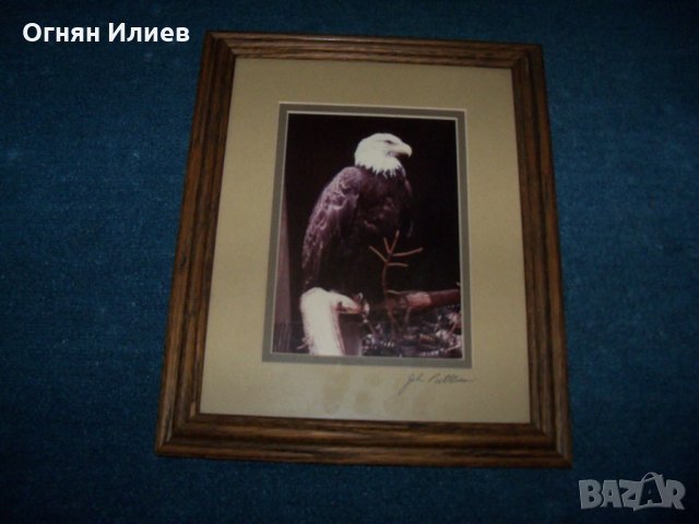Подписана рамкирана художествена фотография на белоглав орел, снимка 2 - Картини - 29708599