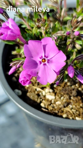 Флокс, Phlox sub. McDaniel`s Cushion, почвопокривен, многогодишен, студоустойчив, снимка 8 - Градински цветя и растения - 54127992