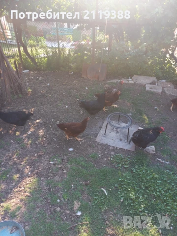 Свободни петлета на 4.5 месеца