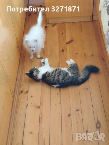 Продавам , снимка 4 - Померан - 52358692