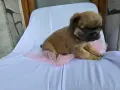 Син фаун Флъфи френски булдог , снимка 3