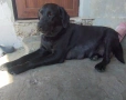 Малки кученца- Лабрадор, снимка 8