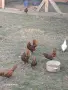 Зибрайт петлетаа, снимка 2