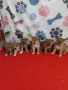 Шиба ину Shiba inu, снимка 1