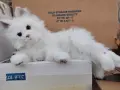 Котка плюш фюр реал, снимка 2