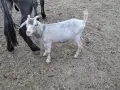 Продавам кози и ярета , снимка 13