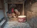 Шабо на различни възраст, снимка 4