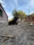 Американски питбули, снимка 7