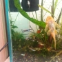 Продавам рибки Гупи, снимка 14