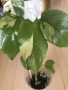 Rhaphidophora Tetrasperma Albo Variegata , снимка 1