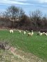 Овце порода "Средно родопска", снимка 4