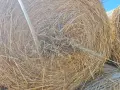 Бали овес със зърното, снимка 1