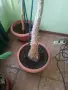 Слонска Юка Yucca elephantipes, снимка 3