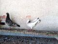 Пазарджишки гълъби, снимка 14