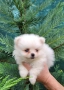 Померан-мини шпиц!!!, снимка 7