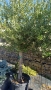 Маслина Европейска, снимка 2